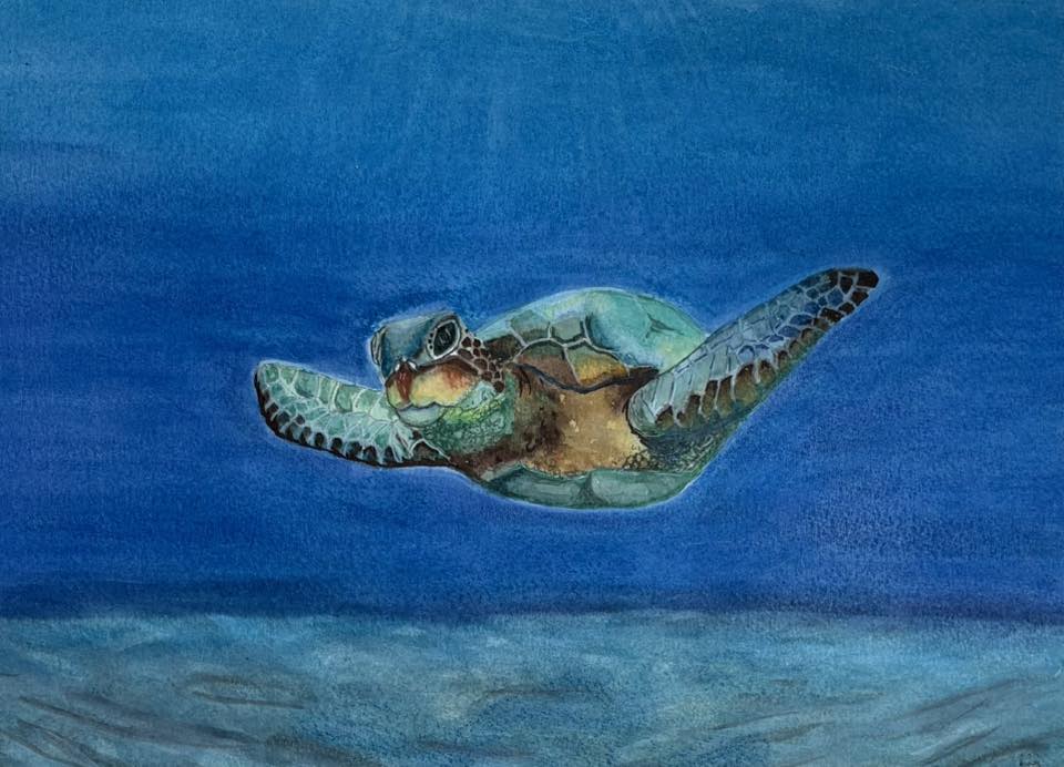 Turtle